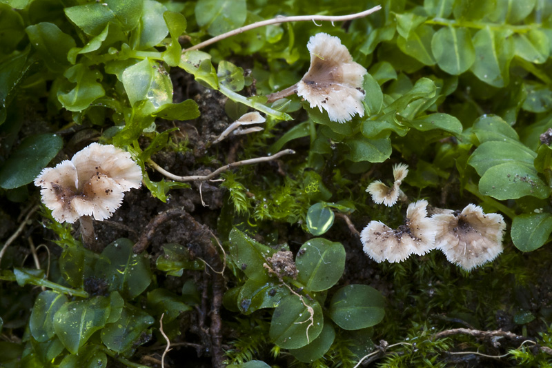 Cotylidia muscigena